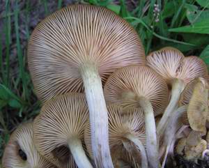 Honey Mushroom Glow