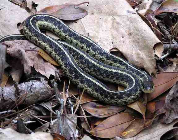 Common Garter Snake 2011
