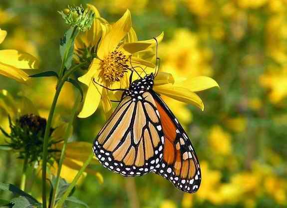 Butterfly Monarch Butterflies Facts