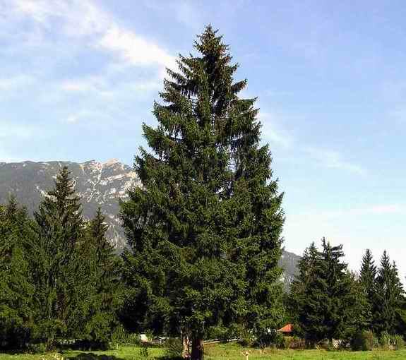 Common Name: Norway Spruce,