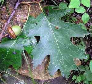 acorn leaf