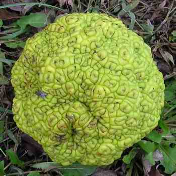 The large fruits of the Osage Orange were sliced in half and placed in the The large fruits of the Osage Orange were sliced in half and placed in the