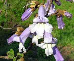 paulownia flower
